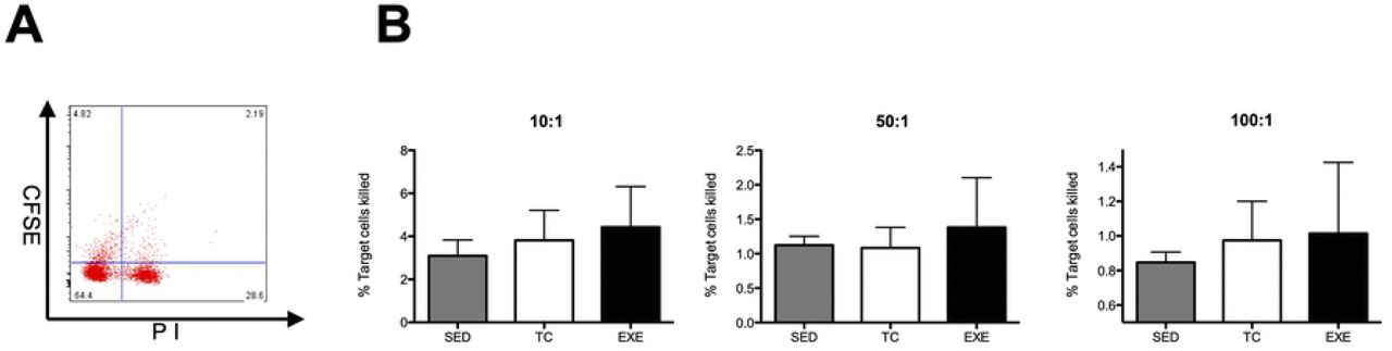 Cytotoxic activity of total splenocytes in vitro.(A) Representative dot plot of cytometric analysis of killed target cells percentage. (B) Cytotoxic activity of total splenocytes was assessed in vitro at three different ratios (effector cells: target cells, 10:1, 50:1 and 100:1); data from 2 independent experiments are expressed as mean ± SE, with an n=6 for each condition. No differences were found among the groups at any of the different ratios. In bar graphics SED is represented by the shaded bar, TC by the white bar and EXE by the solid bar.