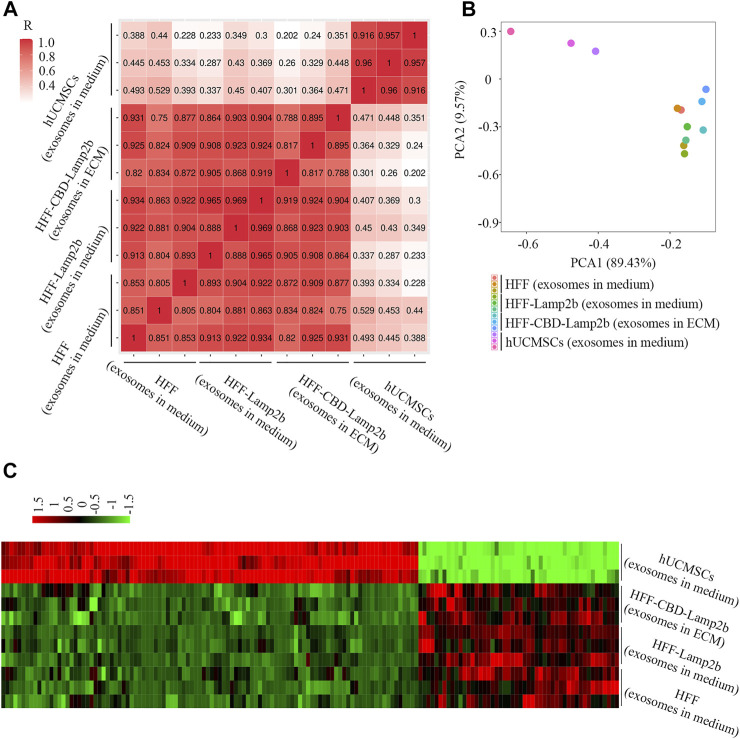 The comparison of exosomal miRNAs from ECM or media derived from HFF-CBD-Lamp2b cells, HFF cells, HFF-Lamp2b cells and hUCMSCs. (A) Spearman’s correlation analysis. (B) Principal component analysis was used to investigate the differences of exosomal miRNA from indicated samples. (C) The heatmap was used to show the expression of different miRNAs from indicated samples (red color means upregulation; green color means downregulation).