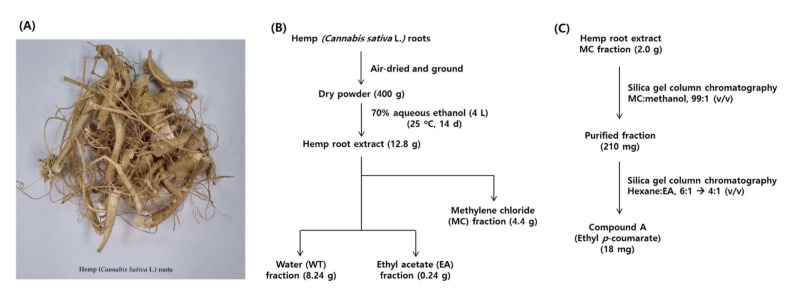 Preparation of hemp (Cannabis sativa L.) roots-derived materials used in this study. (A) A photograph of the hemp roots. (B) A procedure for the preparation of the total extract of hemp roots and its solvent fractions. The total extract was separated into methylene chloride (MC), ethyl acetate (EA), and water (WT) fractions. (C) Separation of compound A (ethyl p-coumarate) from the MC fraction by two successive silica gel column chromatographic separations using different eluting solvents.