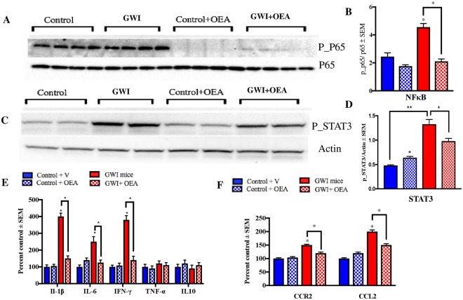 Levels of phosphorylated NFκB and STAT3 were reduced by OEA treatment in GWI mice. Mean ± SEM (shown as arbitrary units, n = 4 per group). (A,B) The ratio of p-P65/P65 was elevated in GWI mice at 11-months post-exposure. At this time-point, which corresponded with 6-months of OEA treatment, GWI mice having OEA treatment had a significantly lower ratio compared to GWI mice on normal chow. Control mice treated with OEA had non-significantly lower ratios compared to control mice on the regular diet. (C,D) Similarly, p-STAT3/Actin levels were significantly elevated in GWI compared to control mice and were also lower in OEA treated GWI mice compared to those on normal chow. Levels of STAT3 were also elevated in control mice treated with OEA compared to control mice on the normal diet. (E) Among the cytokines examined in the brain, IFN-γ, IL-6, and IL-1β were lower in OEA treated GWI mice compared to GWI mice on normal chow. Mice with GWI had elevated levels of these pro-inflammatory cytokines compared to control mice. These cytokines did not differ between control mice treated with OEA compared to control mice on the normal diet. (F) Treatment with OEA decreased the levels of CCR2 and CCL2 in the brain of GWI mice compared to GWI mice on normal chow. *p ≤ 0.05.