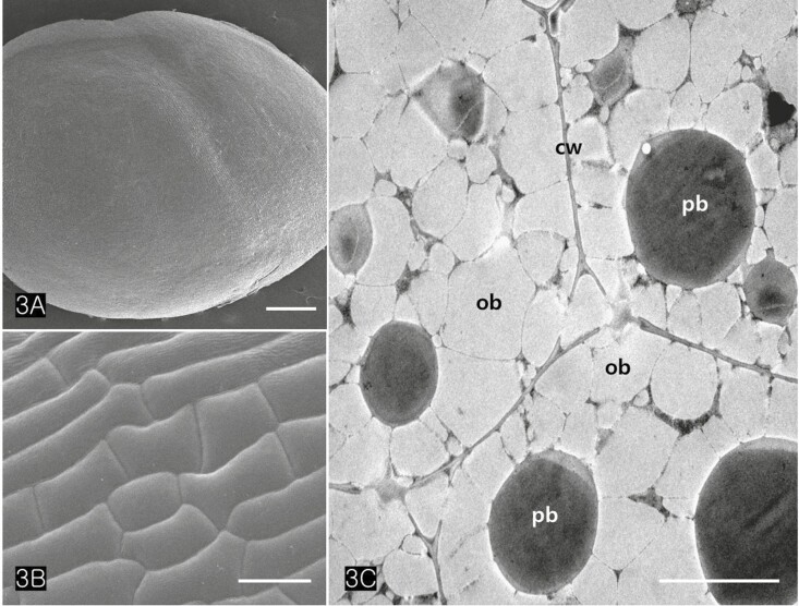 SEM and transmission electron microscopy (TEM) images of an embryo. (A) A mature Cannabis embryo (B) Highly magnified epidermal cells of the seed which consisted of rectangular cells with long and short lengths. (C) TEM image of cotyledonary cells bounded by unthickened primary walls illustrate storing numerous oil bodies and protein bodies in their cytoplasm. Abbreviations: cw; cell wall, ob; oil body, pb; protein body. Scale bars (A, C) = 500 µm; (B) = 25 µm.