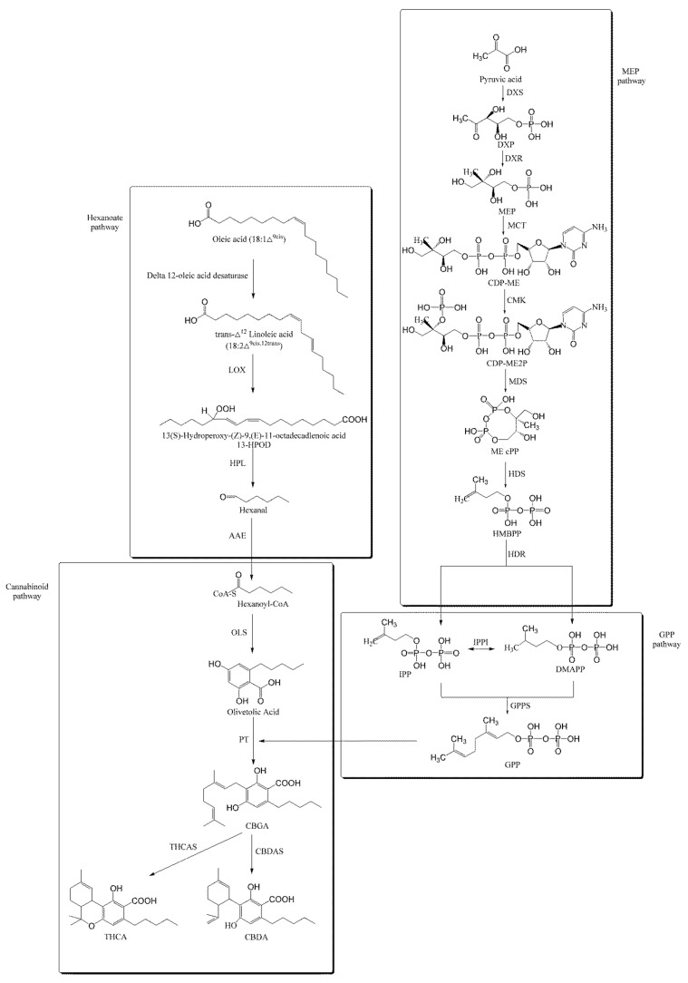 Proposed THCA and CBDA biosynthetic pathway in C. sativa. LOX: lipoxygenase; HPL: hydroperoxide lyase; AAE: acyl-activating enzyme; DXS: 1-deoxy-D-xylulose-5-phosphate synthase; DXR: 1-deoxy-D-xylulose 5-phosphate reductoisomerase; MCT: 2-C-methyl-D-erythritol 4-phosphate cytidylyltransferase; CMK: 4-diphosphocytidyl-2-C-methyl-D-erythritol kinase; MDS: 2-C-methyl-D-erythritol 2,4-cyclodiphosphate synthase; HDS: 4-hydroxy-3-methylbut-2-en-1-yl diphosphate synthase; HDR: 4-hydroxy-3-methylbut-2-enyl diphosphate reductase; IPPI: Isopentenyl diphosphate isomerase; GPPS: Geranyl diphosphate synthase; OLS: olivetol synthase; PT: prenyltransferase; THCAS: tetrahydrocannabinolic acid synthase; CBDAS: cannabidiolic acid synthase.