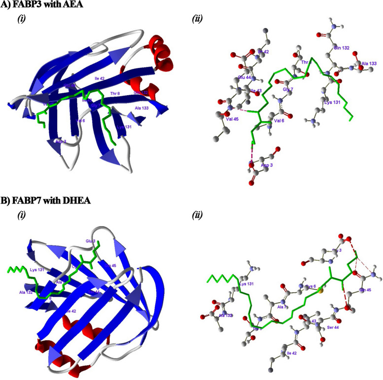 In silico binding studies of the endocannabinoids with FABPs proteins from Bos taurus. (A) Docking studies of AEA with FABP3 and amino acids involved in hydrogen bonding with the AEA. (B) Docking studies of DHEA with FABP7 and amino acids involved in hydrogen bonding with the DHEA; hydrogen bonds were denoted by red dotted lines