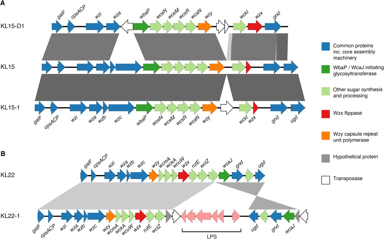 Example K locus structures and comparisonsCoding sequences are represented as arrows coloured by predicted function of the protein product and labelled with gene names where known. Grey bars indicate regions of similarity identified by BLAST comparison, darker shading indicates higher sequence identity. (A) Comparison of deletion variant KL15-D1 and insertion sequence variant KL15-1 with the synthetic KL15 locus. (B) Comparison of the insertion sequence variant KL22-1 with the K-type reference KL22 locus. The downstream LPS (lipopolysaccharide synthesis) operon (pink arrows) has been translocated into the K locus.