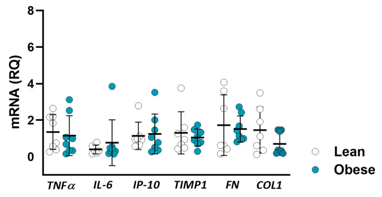 Kidney inflammation and fibrosis gene expression in lean vs. obese individuals. Relative quantification of mRNA levels of TNFα, IL-6, IP-10, TIMP1, FN, and COL1 genes. Data are mean ± SD.