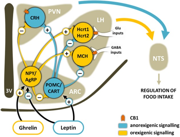 Schematic representation of the main brain pathways involved in the homeostatic control of food intake. Ghrelin released during fasting from stomach and leptin from adipose tissue, among other mediators, bind to receptors on orexigenic and/or anorexigenic neurons in the ARC of the hypothalamus. This induces the release of either the orexigenic neuropeptides NPY and AgRP or the anorexigenic neuropeptides CART and the POMC-derived peptide α-MSH. These neuropeptides from the ARC travel along axons to secondary neurons in other areas of the hypothalamus such as the PVN and the LH. The ultimate effects of these signaling cascades are changes in the sensation of hunger and satiety in the NTS. Hypocretinergic and MCH neurons are modulated differently by inhibitory or excitatory CB1-expressing inputs. ARC, arcuate nucleus; PVN, paraventricular nucleus; LH, lateral hypothalamus; NTS, nucleus of the tractus solitarius; 3V, third ventricle; NPY, neuropeptide Y; AgRP, Agouti-related peptide; CART, cocaine- and amphetamine-regulated transcript; POMC, pro-opiomelanocortin; MCH, melanin-concentrating hormone; CRH, corticotropin-releasing hormone; Hcrt1, hypocretin-1; Hcrt2, hypocretin-2.
