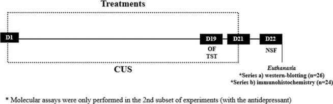 Timeline of our experimental designs. On the 19th day of Chronic Unpredictable Stress (CUS) and treatment, mice were submitted to Open Field (OF) and Tail Suspension Test (TST). 24 h following the CUS protocol, mice were submitted to Novelty Supressed Feeding (NSF). After the d of the protocol, brains were processed for WB and immunohistochemistry.