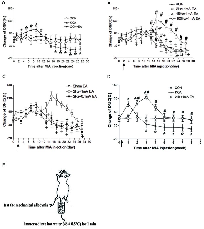 Changes in the diffuse noxius inhibitory controls (DNIC) function and EA effect during chronic pain development after KOA induction. (A) Time course of changes in DNIC function in control, control+EA and KOA mice. (B) Time course of the EA effect on DNIC function in KOA mice. (C) Effect of EA on DNIC function in KOA mice. (D) Time course of the effect of 2 Hz + 1 mA EA on DNIC function in KOA mice. (E) Graphic drawing show test used for assessing the DNIC function in mice. EA was administered for 30 min, once every other day for 4 or 8 weeks starting from 2 days after MIA injection, as indicated by arrows. Data are expressed as means ± SD (n = 10 mice in each group). *p < 0.05, compared with the control group; #p < 0.05, compared with the KOA group; +p < 0.05, compared with the 2 Hz + 1 mA group.