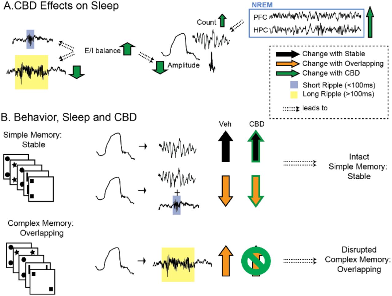 SummaryA. General CBD effects on sleep. CBD increases excitatory/inhibitory balance (E/I), which (potentially) leads to less long ripples and smaller NonREM oscillations. CBD also extends NonREM sleep and thus increases the number of NonREM oscillations at the end of the sleep period. B. Behavior, Sleep and CBD effects. After simple memory training (condition Stable) there is an increase in Delta-Spindle events in vehicle (VEH), which is unchanged in CBD. After complex memory training (condition Overlapping) there is a higher fraction of long-ripples following delta waves, but a smaller fraction of both short and long ripples during spindles following delta waves. The former but not latter effect is abolished with CBD, leading to disrupted complex memory consolidation in CBD.