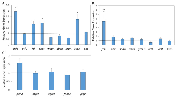 AEA significantly upregulates the gene expression of the cell division gene ftsZ in S. mutans. S. mutans were treated with 12.5 µg/mL AEA for 4 h in BHIS, and the relative gene expressions were determined versus control bacteria grown under the same growth conditions by real-time qPCR using the housekeeping gene gyrA as internal standard. (A) Genes associated with biofilm formation. (B) Genes associated with cell division (ftsZ), antioxidant defense (nox and sodA), stress and stringent responses (dnaK, groEL and relA), and quorum sensing (vicR and luxS). (C) Genes involved in acid tolerance. The experiment was performed in triplicate. The black lines represent gene expression in the control bacteria, which was set to 1. Only genes that were upregulated or downregulated more than two-fold were considered significant. * p < 0.05, ** p < 0.01 in comparison to control.