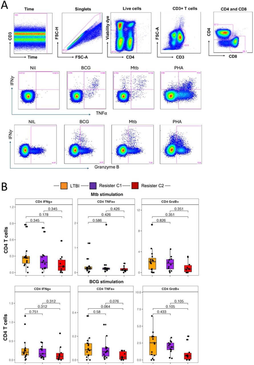 CD4 T cell responses in the Resister clusters and LTBI participants measured by flow cytometry. A. Simplified gating strategy for identification of CD4 T cells and the expression of intracellular cytokines and cytotoxic marker in response to Mtb, BCG and PHA. B. Summary data for the expression of the above markers after Mtb and BCG stimulation of PBMC in LTBI, Resister_c1 and Resister_c2. Wilcoxon non-parametric test was applied to compare the clusters in each condition, without correction for multiple corrections.