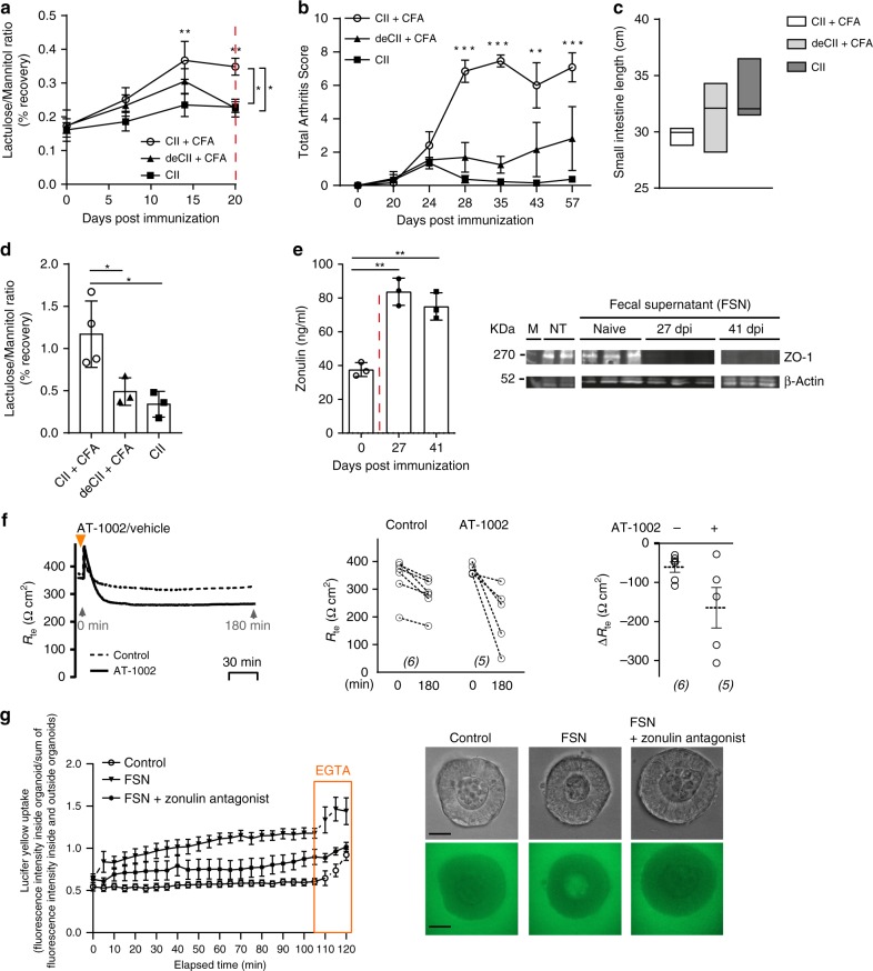 Dysbiotic microbiota from arthritis mice transfers leaky barrier and mucosal inflammation to GF mice.a Intestinal permeability assessed by the lactulose/mannitol urine recovery ratio in mice using different collagen-induced arthritis (CIA) immunization protocols namely collagen type II + CFA (CII + CFA), denaturated collagen type II + CFA (deCII + CFA) or collagen type II only (CII) (n = 5). b Arthritis scores in mice induced for CIA using different immunization protocols (n = 5). c Length measurement of the intestine at 20 days post immunization (dpi) in CIA mice (n = 4) presented as floating bars (min to max) with line at median. d Intestinal permeability assessed by the lactulose/mannitol urine recovery ratio in germ-free (GF) mice reconstituted with the donor microbiota from mice immunized with different CIA immunization protocols at 20 dpi (n = 4). e Time course of serum zonulin levels and western blot analysis of ZO-1 expression in Caco-2 cells after 24 h stimulation with intestinal fecal supernatants (FSN) (n = 3). f Transepithelial electrical resistance (TEER) changes in mice induced for CIA treated with the zonulin agonist (AT-1002) (n = 6). g Intestinal organoids from wild-type mice treated with fecal supernatant (FSN) from mice with collagen-induced arthritis at 35 dpi, FSN and zonulin antagonist, or PBS (control). Upon addition of Lucifer yellow (457 Da), confocal fluorescent images were captured every 5 min for 120 min. At 105 min, EGTA was added as a positive control for the ability of the organoids to take up Lucifer yellow. Fluorescence was determined in the organoid lumen and outside of the organoid. Relative intensity values were calculated (fluorescence inside/outside) and are shown for each time point. Each point represents mean values, measured in ten organoids derived from two independent experiments (n = 10). Representative images at time point 55 min are shown. Upper panel: brightfield; lower panel: Lucifer yellow (green), size bar: 50 μm. Data are derived from two (d–g) or three (a–c) independent experiments and expressed as the mean ± s.d. Statistical difference was determined by one-way (d, e) or two-way ANOVA (a, b, g). *p < 0.05; **p < 0.01; ***p < 0.001. Dashed red line: time point of clinical disease onset. Source data are provided as a Source Data file.