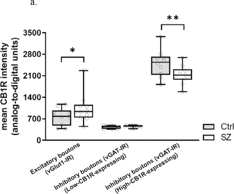 Mean CB1R intensity within excitatory (vGlut1-IR), high-CB1R-expressing inhibitory (vGAT-IR), and low-CB1R-expressing inhibitory boutons from postmortem PFC samples of subjects with schizophrenia (SZ) and unaffected comparisons (Ctrl). Each individual data point represents mean intensity averaged across all sampled sites across a single subject. Central line indicates the median, box boundaries extend from the 25th to 75th percentiles, and whiskers extend from the minimum to maximum value. There was a significant terminal type × subject group interaction, p<0.001. Mean CB1R intensity in SZ was significantly higher compared to Ctrl in excitatory boutons, and significantly lower compared to Ctrl in high-CB1R-expressing inhibitory boutons. ** p<0.001.