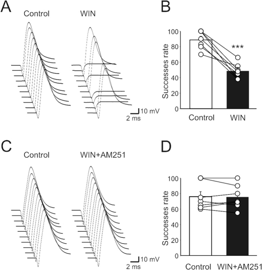 Activation of CB1 receptors with WIN 55,212-2 reduces MF excitability.(A) Antidromic spikes evoked in granule cells upon stimulation of MF in stratum lucidum before and during bath application of WIN 55,212-2 (note that in this particular case the stimulus strength was set to obtain 100% of successes). (B) Summary plot for the examples shown in A (n = 7). C–D As in A–B but in the presence of AM251 (n = 7); ***p<0.001.