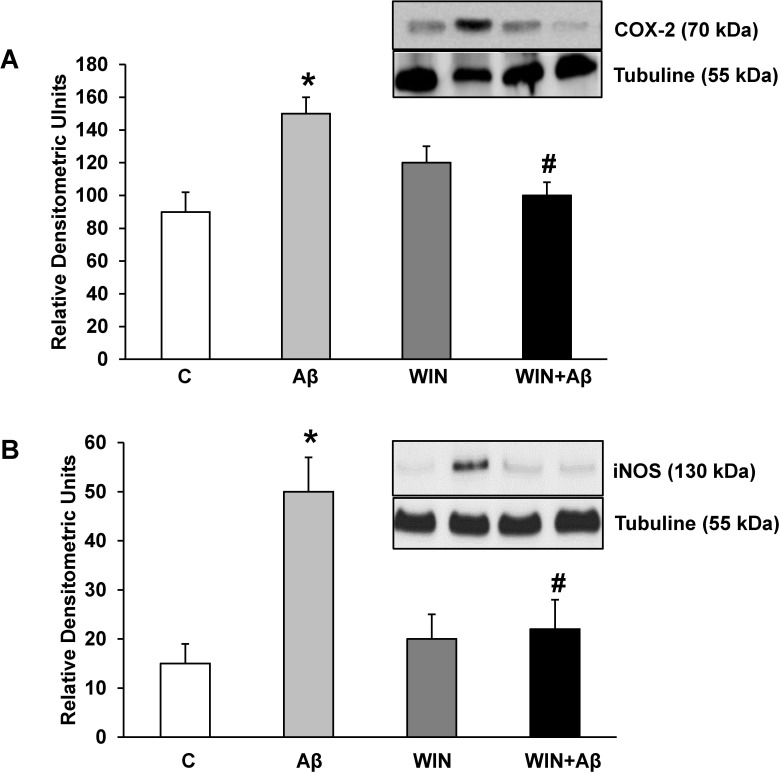 COX-2 and iNOS protein expression.WIN prevents COX-2 and iNOS expression induced by Aβ1–42. COX-2 (panel A), iNOS (panel B) and α-tubulin expressions were determined by Western-blot in astrocytes treated for 24 h with 10 μM Aβ40–1 (control peptide, C), 10 μM Aβ1–42 (Aβ), 10 μM WIN + 10 μM control peptide (WIN) and 10 μM WIN + 10 μM Aβ1–42 (WIN + Aβ). A representative immunoblot of each protein is shown and tubulin was used as control amount of protein. Data are means ± SD of 6 independent experiments. *p<0.05 vs control cells. #p<0.05 vs Aβ1–42.