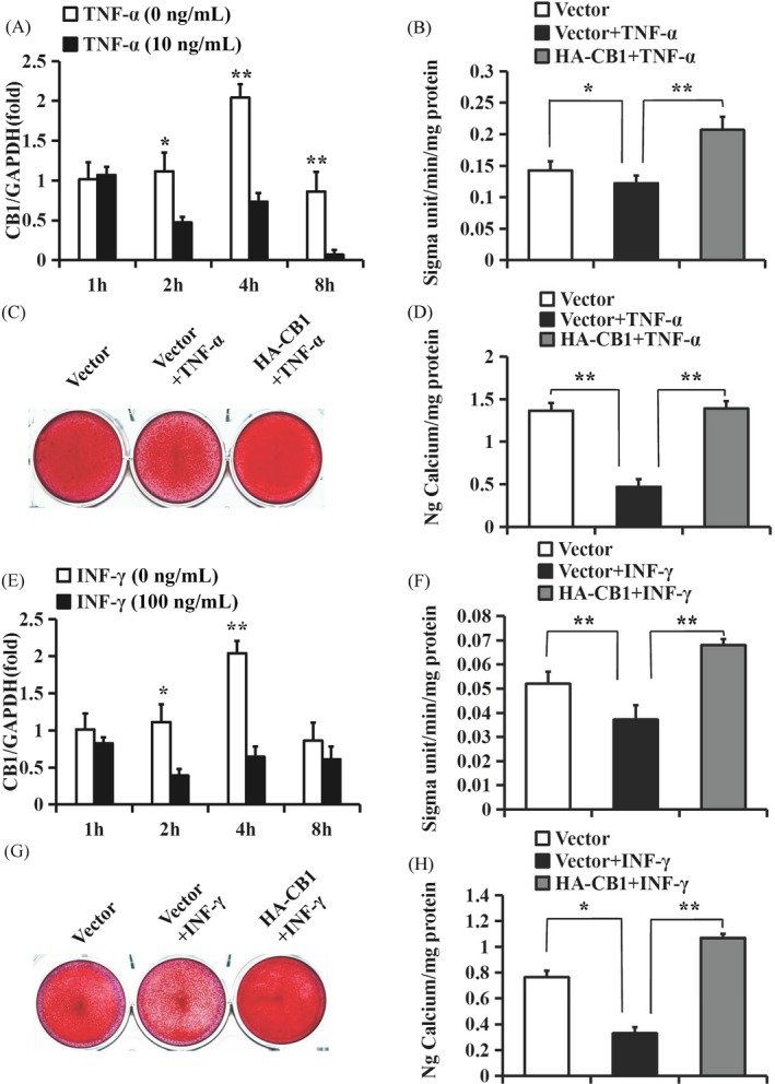 CB1 upregulated the osteo/dentinogenic differentiation potential of PDLSCs under TNF‐α and INF‐γ stimulation. A‐D, 10 ng/mL TNF‐α was used to treat PDLSCs. A, Real‐time RT‐PCR results showed the expression of CB1 at 1, 2, 4 and 8 h after 10 ng/mL TNF‐α treatment in PDLSCs. B, ALP activity assay. C, Alizarin Red staining. D, Calcium quantitative analysis. E‐H, 100 ng/mL INF‐γ was used to treat PDLSCs. E, Real‐time RT‐PCR results showed the expression of CB1 at 1, 2, 4 and 8 h after 100 ng/mL INF‐γ treatment in PDLSCs. F, ALP activity assay. G, Alizarin Red staining. H, Calcium quantitative analysis. GAPDH was used as an internal control. One‐way ANOVA was performed to determine statistical significance. Error bars represent the SD (n = 3). *P ≤ .05; **P ≤ .01