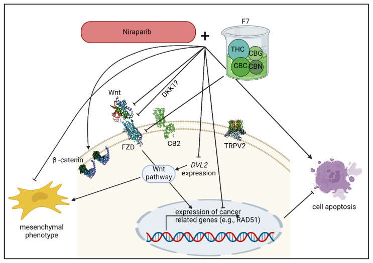 A suggested, simplified model for F7 and niraparib activity in OC cells in relation to the Wnt pathway. F7, niraparib or niraparib+F7 treatments significantly reduced FZD4 and FZD1 expression. This activity for F7 was partially dependent on CB2 activation. The expression of Wnt was altered by the treatments. Treatment with F7 also increased DKK1 expression in one of the examined cell lines. DKK1 inhibited the dimerization of FZD (with LRP5/6 receptor, not shown), directly preventing FZD activation. As a possible result of the alterations of the canonical Wnt signaling pathway, mesenchymal phenotype was inhibited, DVL2 and RAD51 expression was reduced and cell apoptosis was induced. Wnt, wingless/int1; FZD, Frizzled; DKK, Dickkopf; DVL2, Dishevelled2; RAD51, recombinase Rad51; THC, Δ9–tetrahydrocannabinol; CBC, cannabichromene; CBG, cannabigerol; CBN, cannabinol. Created with BioRender.com (accessed on 12 October 2022).