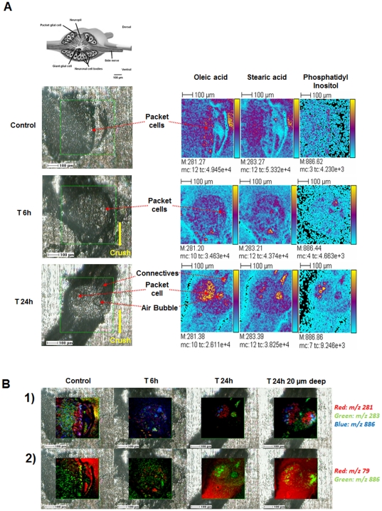 ToF-SIMS lipid ion images of leech ganglia in course of regeneration. A. Drawing of the structure of ganglion (upper left of the panel) [19]. Optical, transmitted light low-resolution images of control, 6 h and 24 h regeneration ganglia included into gelatin 10% before sectioning (lower left of the panel). Highlighting the changing distributions of oleic acid carboxylate (m/z 281.2), stearic acid carboxylate (m/z 283.2) and phosphatidylinositol PI34:2 (m/z 885.5) in these ganglia in course of regeneration by ToF-SIMS imaging (right of the panel). Color scale bars, with amplitude in number of counts, are indicated on the right margin of each ion image. The amplitude of the color scale corresponds to the maximum number of counts mc and could be read as [0, mc]. tc is the total number of counts recorded for the specified m/z (sum of counts in all the pixels). B. Lipid ion images (color overlays) of leech ganglion in course of regeneration (0:control, 6 h and 24 h regeneration). (1) Oleic acid carboxylate (m/z 281.2), stearic acid (m/z 283.2) and phosphatidylinositol PI34:2 (m/z 885.5) and (2) Phosphatidylinositol (m/z 885.5) and phostate (m/z 78.9).