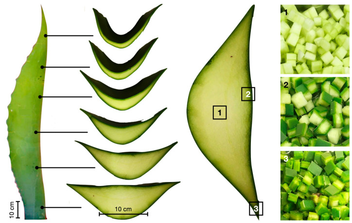 Morphology of an AS leaf and cross-section of the leaf showing (1) pith, (2) cuticle with pith, and (3) cuticle area.