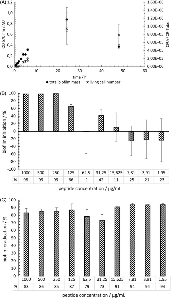(A) Growth curve of sessile P. fluorescens DSM‐289 in LB medium during 48 h at 30°C and 110 rpm (starting OD = 0.01). Optical density determination at 600 nm (n = 60) living cell number calculated with CFU‐Assay according to Miles and Misra, (B) MBIC Growth inhibition of P. fluorescens biofilm by treatment with different peptide concentrations determined by crystal violet staining (n = 6), (C) MBEC: Growth reduction of P. fluorescens biofilm induced by several peptide concentrations (n = 3)