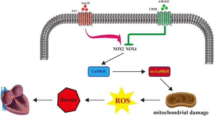 Proposed model describing the role of cannabinoid receptor 2 (CB2R) activation in the treatment of atrial fibrillation (AF).