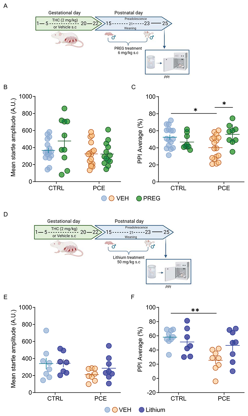 Pharmacological manipulations with pregnenolone or lithium prevent stress-induced impairment of gating functions in PCE male progeny.A) Schematic timeline of PCE treatment and subchronic treatment with pregnenolone (PREG). B) Effect of PREG on the startle amplitude after forced swim test (FST) in PCE male offspring. Startle amplitude values are represented as arbitrary units (AU) (nrats = 10–13 CTRL/PCE-PREG; 16 CTRL/PCE-VEH). C) PREG prevents forced swim test (FST)-induced impairment of pre-pulse inhibition (PPI) in male PCE offspring (*p = 0.02 PCE-VEH vs. CTRL-VEH; *p = 0.01 PCE-VEH vs. PCE-PREG; Tukey’s test; nrats = 9 CTRL/PCE-PREG; 16−17 CTRL/PCE-VEH). D) Schematic timeline of PCE treatment and subchronic treatment with lithium. E) Effect of lithium on the startle amplitude after forced swim test (FST) in PCE male offspring. Startle amplitude values are represented as arbitrary units (AU) (nrats = 7−8 CTRL/PCE-Lithium; 8−9 CTRL/PCE-VEH). F) Lithium prevents FST-induced impairment of PPI in male PCE offspring (**p = 0.003 PCE-VEH vs. CTRL-VEH; Tukey’s test; nrats = 7−8 CTRL/ PCE-Lithium; 8−9 CTRL/PCE-VEH). Unless otherwise indicated, data are represented with scatter plots with mean and ± SEM. Figure created with BioRender.com.