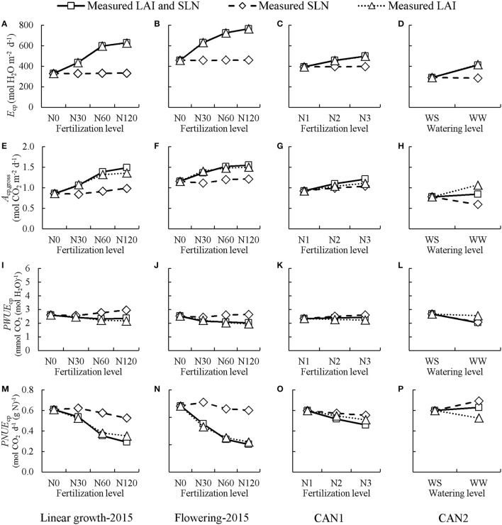 The simulated effects of nitrogen fertilization and water shortage on daily potential canopy transpiration (Ecp; A–D), gross photosynthesis (Acp,gross; E–H), and canopy photosynthetic water-use efficiency (PWUEcp; I–L). and canopy photosynthetic nitrogen-use efficiency (PNUEcp; M–P). “Measured LAI and SLN” line: the default simulations performed using the measured leaf area index (LAI) and specific leaf nitrogen (SLN) at each nitrogen level or each water level. “Measured SLN” line: simulations performed with measured SLN at each nitrogen level (or each water level) while keeping LAI fixed at the values of non-fertilization (or water-stressed) treatment. “Measured LAI” line: simulations performed with measured LAI at each nitrogen level (or each water level) while keeping SLN fixed at the values of non-fertilization (or water-stressed) treatment. Linear growth-2015 (A,E,I,M) denotes the case where the values of LAI and SLN were collected at the linear growth stage in the field experiment in 2015; Flowering-2015 (B,F,J,N) denotes the case where the values of LAI and SLN were collected at full flowering in the field experiment in 2015; CAN1 (C,G,K,O) denotes the case where the values of LAI and SLN were collected in the CAN1; CAN2 (D,H,L,P) denotes the case where values of LAI and SLN were collected in the CAN2. N0, N30, N60, N120 denote nitrogen fertilization rate in 2015 at 0, 30, 60, and 120 kg N ha−1, respectively; N1, N2, and N3 denote nitrogen fertilization rate in CAN1 at 0, 1.0, and 2.0 g N container−1, respectively. Note the x-axes of the N treatment are not on scale. WW denotes well-watered containers in CAN2 while WS denotes the containers where water supply was half of WW.