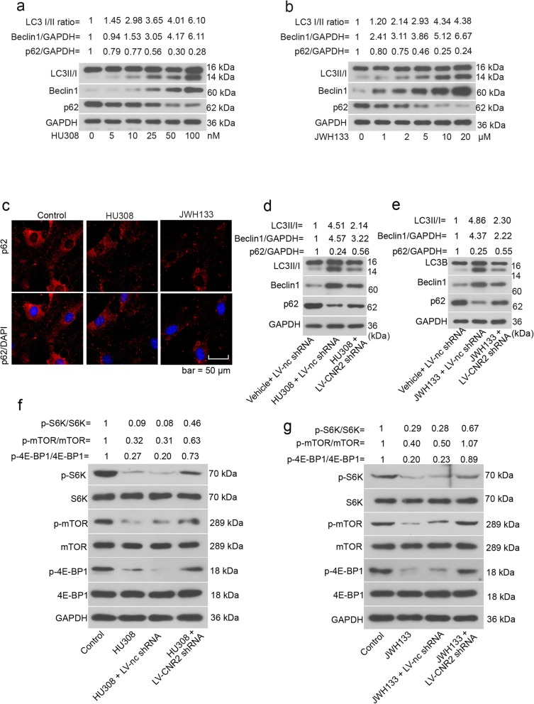 CNR2 agonists activate autophagy and suppress mTOR pathway in hFOB 1.19 cells. hFOB 1.19 cells were cultured at 34 °C until reaching confluence, and then transferred to 39 °C. Forty-eight hours later, HU308 (5, 10, 25, 50 or 100 nM) or JWH133 (1, 2, 5, 10 or 20 μM) was added into the cell medium. Twelve hours later, hFOB 1.19 cells were subjected to a-b western blotting analysis. c For immunofluorescence staining of p62, hFOB 1.19 cells were treated with 50 nM HU308 or 10 μM JWH133 for 12 h. d-g hFOB 1.19 cells were infected with LV-CNR2 shRNA at 34 °C, and 24 h later, cells were transferred to 39 °C for differentiation. Forty-eight hours later, cells were further treated with 50 nM HU308 or 10 μM JWH133 for 12 h, and then harvested for western blotting analysis