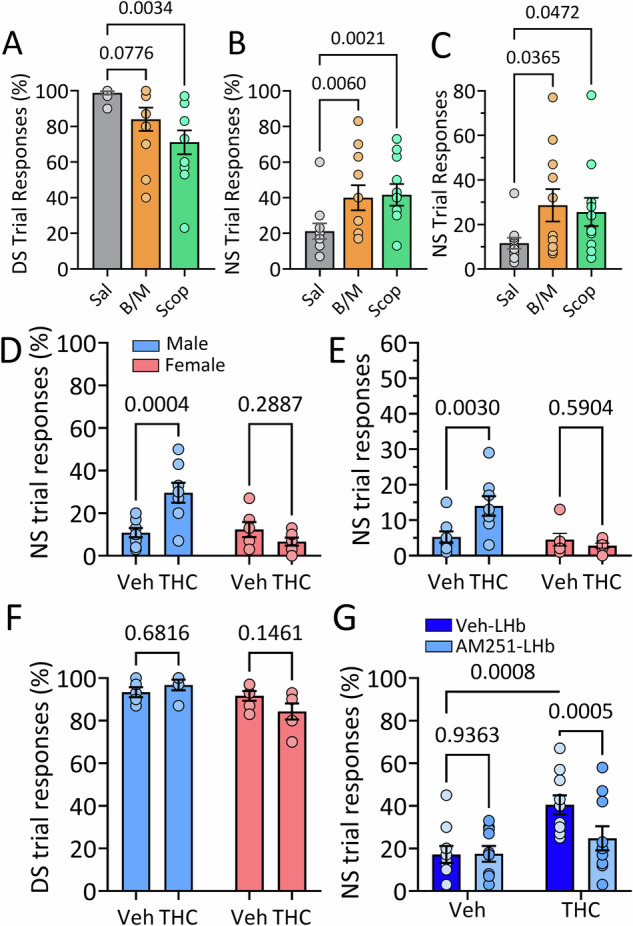 Effects of pharmacological manipulation of the LHb on response inhibition in wildtype rats.A–C Effects of intra-LHb infusion of Saline (Sal), baclofen/muscimol (B/M) or scopolamine (Scop) on DS-NS responding (n = 8 male and 3 female rats). A Scop infusion into LHb significantly decreased responding during trials in which food pellet availability was signaled (DS, repeated measures 1-way ANOVA, F1.64,16.4 = 6.95, p = 0.009, p values from Dunnett’s post hoc test). B Scop and B/M significantly increased the percentage of NS trials (when reward was not available) in which responses occurred (repeated measures 1-way ANOVA, F1.4,14 = 7.79, p = 0.009, p values from Dunnett’s post hoc test). C Scop and B/M significantly increased the number of NS trial responses (repeated measures 1-way ANOVA, F1.67,16.73 = 3.87, p = 0.0478, p values from Dunnett’s post hoc test). D–G Effects of systemic injection of Δ9-THC (1 mg/kg) or vehicle on DS-NS responding in male and female rats. D Δ9-THC injection increased the percentage of NS trials in which responses were observed in male rats only (2-way mixed effects ANOVA, n = 8 males and 6 females, drug x sex interaction, F1,10 = 12.57, p = 0.0053). The numbers above bars in (D–G) represent post hoc comparison p values using the uncorrected Fisher’s Least Significant Difference test (uFLSD). The legend in (D) applies to panels (D–F). E Systemic Δ9-THC effect on the number of responses during NS trials in male and female rats (2-way ANOVA, Drug x Sex Interaction, F1,24 = 6.50, p = 0.0165). F No effect of Δ9-THC on percent of trials responding when reward availability was signaled (DS; 2-way mixed effects ANOVA, n = 10, F1,18 = 3.54, p = 0.080). G The increase in proportion of NS trial responses caused by systemic injection of Δ9-THC in male rats was prevented by infusion of AM251 into the LHb (n = 10; 2-Way RM ANOVA, systemic THC x AM251 infusion Interaction = F1,18 = 9.35, p = 0.0068).