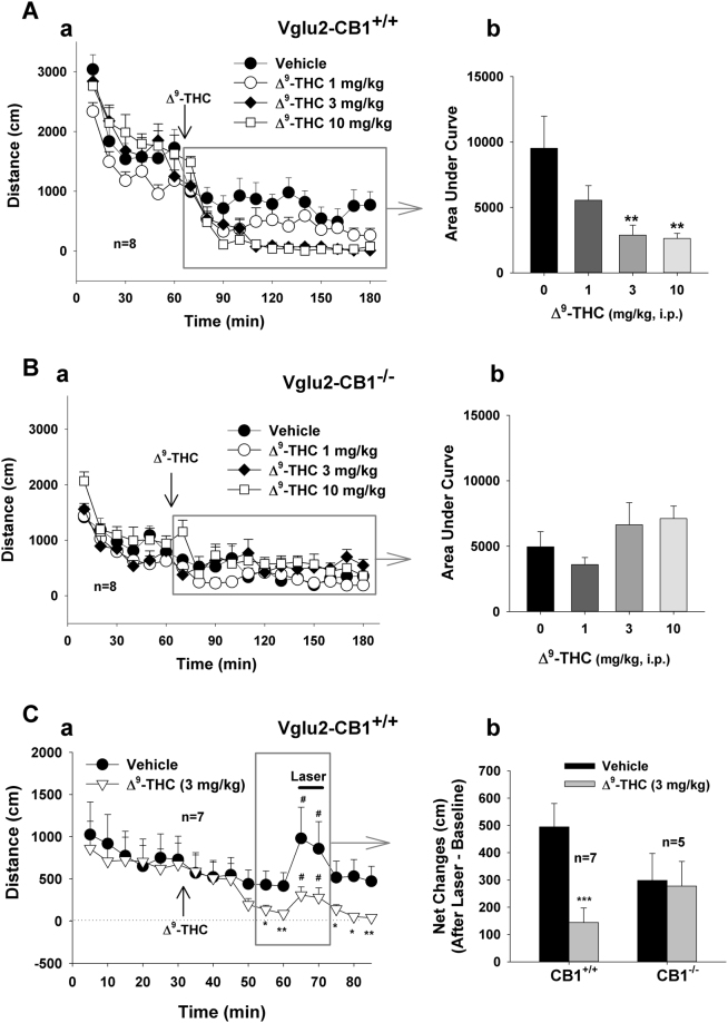 Effects of Δ9-THC on basal and VTA glutamate neuron activation-enhanced locomotion. (A,B) Systemic administration of Δ9-THC (1, 3, 10 mg/kg, i.p., 15 min prior to testing) dose-dependently inhibited basal locomotion in WT mice (A), but not in VgluT2-CB1 −/− mice (B). Calculation of the area under curve (AUC) of locomotor activity indicates a significant reduction in locomotion after 3 or 10 mg/kg Δ9-THC administration in WT (A-b), not in VgluT2-CB1−/− mice (B-b). (C) Effects of Δ9-THC pretreatment on locomotor response to photoactivation of VTA glutamatergic neurons, indicating that 3 mg/kg Δ9-THC also significantly inhibited photo-stimulation-enhanced locomotor response in WT mice (C-a), but not in VgluT2-CB1 −/− mice (C-b). *p < 0.05, **p < 0.01, ***p < 0.001, compared to the vehicle control group (A-b, C-b) or the baseline before Δ9-THC administration (C-a). # p < 0.05, compared to the baseline before laser stimulation (C-a).