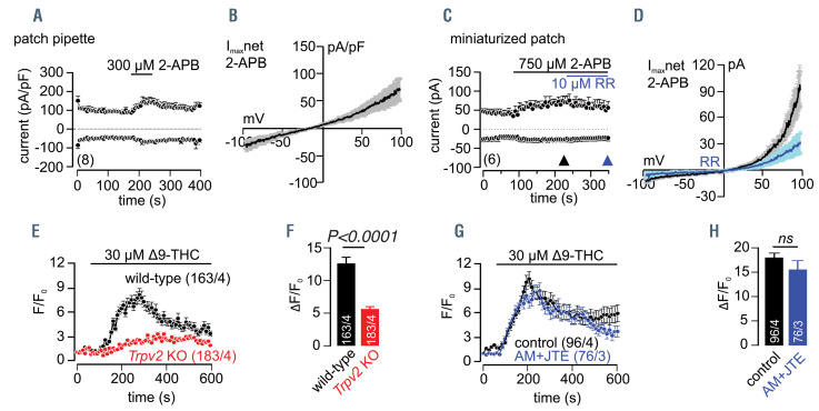 TRPV2 function in mouse red blood cells. (A-D) In- and outward currents at -80 and +80 mV shown as mean ± standard error of mean (SEM), recorded from mouse red blood cells (RBC) using a patch pipette (A) or a miniaturized patch clamp system (port-a-patch) (C) plotted versus time (number of cells in brackets). TRPV2 currents were activated by the application of 2-APB (black line) in the absence and presence of 10 mM ruthenium red (RR, blue line) with the corresponding current-voltage relationships (IV) at the peak net currents (Imax net), shown as mean ± SEM in (B) and (D). Patch pipette resistances were 10-15 MΩ when filled with standard internal solution (in mM): 120 Cs-glutamate, 8 NaCl, 1 MgCl2, 10 HEPES, 10 1,2-bis(2-aminophenoxy)ethane-N,N,N',N'-tetraacetic acid tetracesium salt (Cs-BAPTA), 3.1 CaCl2 (100 nM free Ca2+, calculated with WebMaxC), pH7.2 with CsOH. Standard external solution contained (in mM): 140 NaCl, 2 MgCl2, 1 CaCl2, 10 HEPES, 10 glucose, pH 7.2 with NaOH. For experiments with the miniaturized patch system, the intracellular solution contained (in mM): 60 Cs-methansulfonate, 8 NaCl, 1 MgCl2, 3.1 CaCl2, 60 CsF, 10 HEPES, 10 BAPTA (100 nM free Ca2+, calculated with WebMaxC), 10 glucose, pH 7.2 with CsOH and the extracellular solution contained (in mM): 140 NaCl, 2 MgCl2, 1.35 CaCl2, 10 HEPES, 10 glucose, pH 7.2 with NaOH. (E, G) Mean Fluo-4 fluorescence (F/F0) traces showing changes in the cytosolic [Ca2+] of RBC isolated from wild-type (black) and Trpv2 KO mice (red) in the absence (E) and presence (G, blue) of the CB1/CB2-receptor antagonists AM251 and JTE907 (100 nM each), challenged by the application of 30 mM Δ9-tetrahydrocannabinol (Δ9-THC, line). Ca2+-imaging measurements were performed in the presence of a Tyrode solution (in mM): 135 NaCl, 5.4 KCl, 1 MgCl2, 10 HEPES, 10 glucose, and 1.8 CaCl2, pH 7.35; RBC were loaded with 5 μM Fluo-4 and the fluorescence was excited at 488 nm every 3 seconds with the emitted fluorescence detected at >515 nm. (F, H) Summary of peak amplitudes from (E) and (G) shown as mean ± SEM with P-values calculated by the unpaired two-tailed Student t test (ns, not significant). Numbers of measured cells (x) within (y) independent experiments are indicated in brackets and bars.