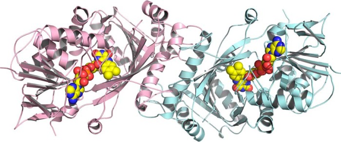 Cartoon representation of the FsqB dimer present in the crystal as predicted by the EBI-Pisa server (7) looking down the crystallographic 2-fold symmetry axis. The two protomers are colored pink and light blue, respectively. The bound flavin cofactors are depicted as spheres.