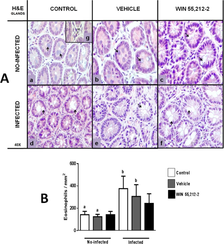 Morphology of glands in the duodenum. (A) Representative gland images from control (a,d), vehicle (b,e) and WIN 55,212-2 (c,f) experimental groups, in either non-infected (a,b,c) or infected (d,e,f) groups. Black arrows show goblet cells. The square (g) shows a representative eosinophil with ematoxylin and eosin stain (H&E; 40X). (B) Quantification of eosinophils. Data are expressed as mean ± SD. Two-way ANOVA test and post hoc Tukey multiple comparisons test were performed. Differences among treatments are shown with bars. Letters above each column indicate statistical differences among groups due to infection: a, no significant difference compared with a; b, no significant difference compared with b; p < 0.05 for a compared to b, or vice versa; n = 6 for each group.