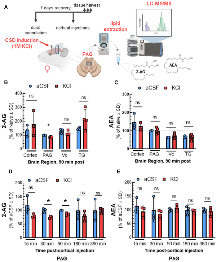 Time-dependent reduction of 2-AG levels in PAG after CSD in female rats. The surgery of dural cannulation was performed on female Sprague Dawley rats. After 7 days recovery period, a focal injection of 0.5 µl of 1 M KCl or artificial CSF (aCSF) were injected through the guide cannula into the cerebral cortex. Tissue samples (cortex, PAG, Vc, and TG) were collected at 90 min after cortical injections. In a separate set of experiment, PAG samples were harvested at different time-points (15, 30, 90, 180, and 360 min) after aCSF or KCl injection. The samples were subjected to LC-MS to quantify endocannabinoid levels. (A) Schematic outlining protocol to measure the changes in endocannabinoid levels of selected brain regions after CSD induction. (B) Reduced 2-AG level was observed only in PAG samples at 90 min time-point after CSD induction. There were no significant differences at 2-AG levels in cortex, Vc, and TG samples at 90 min after KCl injection. (2-AG: aCSF vs. KCl—cortex: p = 0.47, PAG: p = 0.023, Vc: p = 0.36, TG: p = 0.11, as assessed by multiple t-test). Values are expressed as % of naive ± SD (n = 3-6/condition). The dotted line represents the 2-AG levels in naïve samples. (C) Induction of CSD by cortical injection of KCl did not cause significant differences in AEA levels 90 min post-injection in cortex, PAG, Vc, and TG samples. (AEA: aCSF vs. KCl—cortex: p = 0.54, PAG: p = 0.79, Vc: p = 0.31, TG: p = 0.97, as assessed by multiple t-test). Values are expressed as % of naive ± SD (n = 3-6/condition). The dotted line represents the AEA levels in naïve samples. (D) Decreased levels of 2-AG were detected in PAG at 30 and 90 min after KCl injection as compared to aCSF (2-AG: aCSF vs. KCl—15 min: p = 0.17, 30 min: 0.019, 90 min: p = 0.020, 180 min: p = 0.44, 360 min: p = 0.98 as assessed by two-way ANOVA with Bonferroni post-test, Time × Injection: F(4,16) = 0.7187). AEA levels were not significantly different between aCSF and KCl groups at any time point analyzed (E). (AEA: aCSF vs. KCl—15 min: p = 0.36, 30 min: p = 0.33, 90 min: p = 0.33, 180 min: p = 0.70, 360 min: p = 0.65 as assessed by two-way ANOVA with Bonferroni post-test, Time × injection: F(1.648,7.827) = 2.096). Values are expressed as % of aCSF ± SD (n = 3-6/condition). ns = non-significant. *p < 0.05 aCSF vs. KCl.