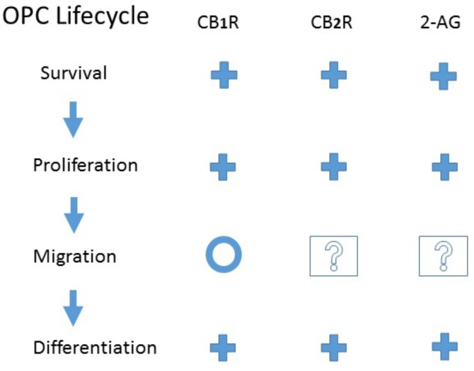 Evidence for CB1 or CB2 receptor activation or endogenous 2-Arachidonoylglycerol modulation of Oligodendrocyte Precursor Cell Life Cycle. +, Promote; O, No effect; ?, Unknown. See the text for details and original references.
