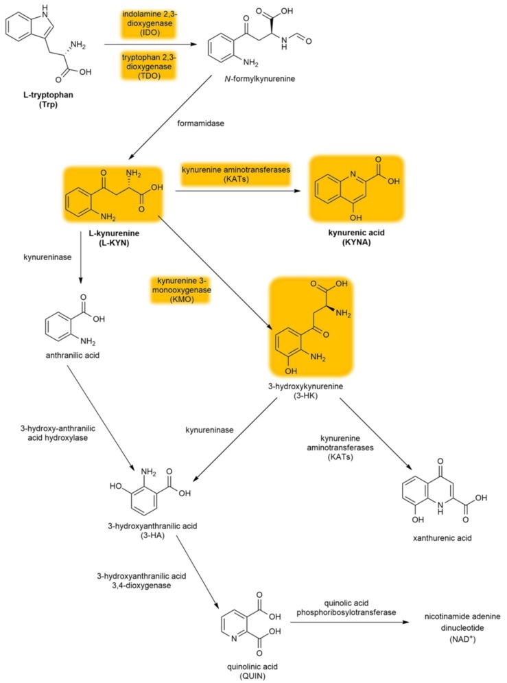 The kynurenine pathway. The yellow background indicates the metabolites and enzymes relevant to schizophrenia. Abbreviations of metabolites and enzymes frequently used in the text are also indicated.