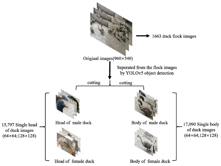 The original dataset consists of 1663 duck group images. The classification dataset of single duck images is extracted after Yolov5 target detection.