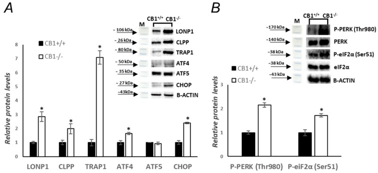 CB1 deletion affects UPRmt and UPRER processes. (A,B) Representative immunoblots of LONP1/B-ACTIN, CLPP/B-ACTIN, TRAP1/B-ACTIN, ATF4/B-ACTIN, ATF5/B-ACTIN, CHOP/B-ACTIN, P-PERK (Thr980)/PERK, and P-eiF2α (Ser51)/eiF2α, in skeletal muscle of CB1+/+ and CB1−/− mice. Histograms show the results of the densiometric analysis of immunoblots. B-ACTIN was used as a loading control. Data are represented as mean ± SEM; n = 5. * p < 0.05 vs. CB1+/+ (Student’s t-test).