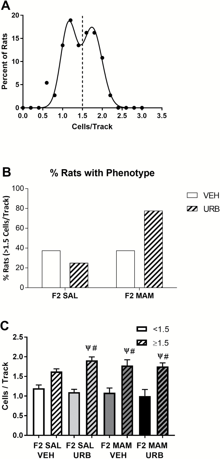 Adolescent exposure to URB597 increases the proportion of “susceptible” F2 methylazoxymethanol acetate (MAM) rats with increased dopamine population activity in adulthood, while having no effect in F2 saline rats (B). (A) Dopamine population activity recorded from all animals in this cohort follows a bimodal distribution (R2=0.96) and a split around 1.5 spontaneously active dopamine cells per track. (B) Percentage of rats with ≥1.5 dopamine cells per track for each treatment group. (C) Average dopamine cells per track (<1.5 solid colors, ≥1.5 striped) in each treatment group. Ψ Represents a significant difference from the F2 saline (SAL) vehicle (VEH) <1.5 cells/track subgroup (solid white), while # represents a significant difference from a treatment’s respective <1.5 cells/track subgroup (corresponding solid color) (1-way ANOVA, P<.0001, Holm-Sidak). The proportion of animals with ≥1.5 dopamine cells per track was: 3/8 (F2 SAL VEH), 4/12 (F2 SAL URB), 3/8 (F2 MAM VEH), 7/9 (F2 MAM URB).