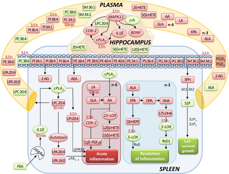 Simplified signaling pathway: this simplified signaling cartoon encompasses all significant molecular changes detected in this study in spleen, hippocampus, and plasma after PEA treatment (PEA/sal). Decreased molecular levels compared to Sal are displayed in red while increased ones in green, respectively. Where lipid level alteration where restricted to a time point, they were specified in red color. The proposed pathways are inferred from published studies that show correlations between the targeted molecules under defined physiological or pathophysiological contexts. This graphic gives also an idea how the PEA-derived splenic molecular phenotype leads to a general state of decreased acute inflammation and increased resolution of inflammation and cell survival/growth. Similarly, possible interrelation between the transcriptional changes (mRNA) by PEA is depicted.