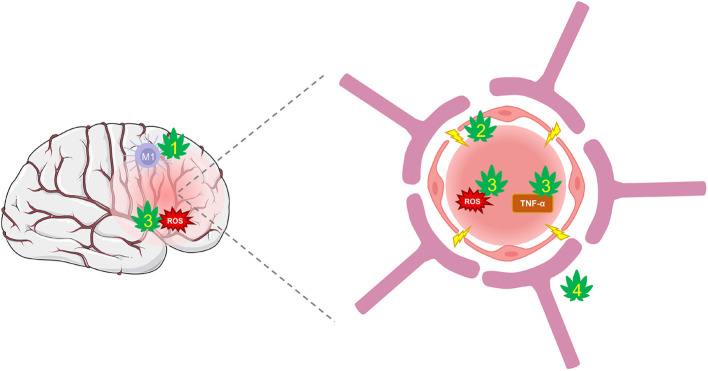 CBD protection against damage from BBB disruption. TBI disrupts cerebral blood flow and damages the integrity of the BBB. Hyperpermeability resulting from damaged tight-junctions and endothelial cells leads to increased inflammation and oxidative stress. (1) CBD shifts the polarization of macrophages from their pro-inflammatory M1 type to anti-inflammatory M2 type via activation of A2A adenosine receptors or by enhancing AEA-mediated CB2 receptor signaling. (2) CBD may improve BBB integrity and prevent hyperpermeability by suppressing TBI's damaging effects on tight-junction proteins via action on PPARγ and 5-HT1A receptors. (3) CBD is a potent antioxidant that reduces ROS and protects against oxidative damage to neurons and the BBB. It also reduces levels of TNF-α and other inflammatory markers that reduce the integrity of the BBB. (4) CBD may regulate cerebral blood flow to enhance reperfusion following injury via activation of GPR18, GPR55, and 5-HT1A receptors.