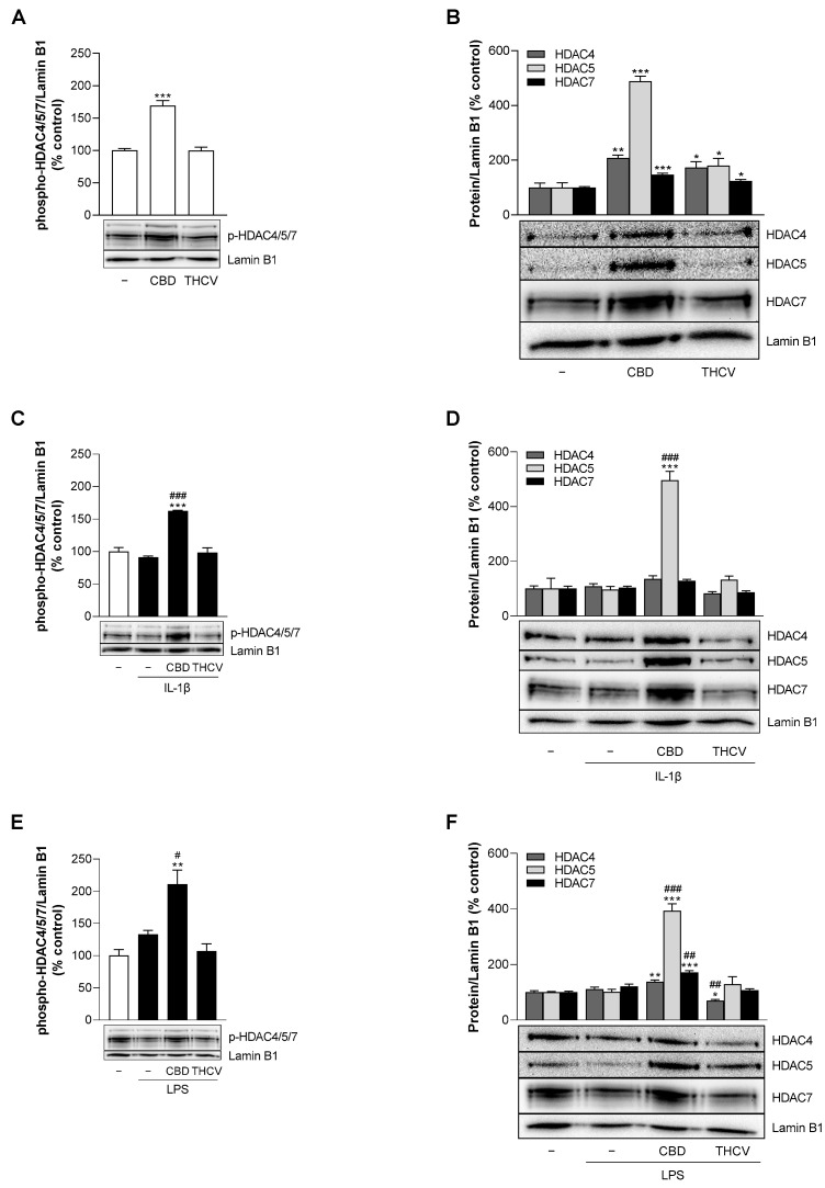 Effect of CBD and THCV on phosphorylation of class II HDAC in HCAEC under basal conditions or under IL-1β or LPS stimulation. For analysis under basal conditions, HCAEC were incubated with 6 µM CBD, 10 µM THCV, or vehicle for 24 h (A,B). For analysis under IL-1β-induced conditions, HCAEC were incubated with 10 ng/mL IL-1β together with 6 µM CBD, 10 µM THCV, or vehicle control for 24 h (C,D). For analysis under LPS-induced conditions, HCAEC were preincubated with 6 µM CBD, 10 µM THCV, or vehicle for 1 h, followed by the addition of 1 µg/mL LPS or its vehicle and further incubation for 24 h (E,F). Thereafter, protein expression was determined by Western blot analysis. The blots shown are representative. Vehicle-treated cells were used as controls (100%). Data are shown as means ± SEM of n = 3 (3 independent experiments, (C–F)) or n = 4 (4 independent experiments, (A,B)). * p ≤ 0.05, ** p ≤ 0.01, *** p ≤ 0.001 vs. corresponding vehicle control; # p ≤ 0.05, ## p ≤ 0.01, ### p ≤ 0.001 vs. IL-1β- or LPS-stimulated cells; one-way ANOVA plus Dunnett (A,B) or Bonferroni post hoc test (C–F).