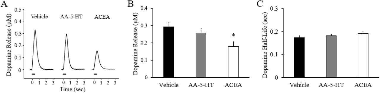 Baseline Dopamine Release and Half-LifeNote. (A) Representative stimulation-evoked dopamine release responses following chronic pretreatment with vehicle, arachidonoyl serotonin (AA-5-HT), or arachidonyl-2’-chloroethylamide (ACEA). (B) Dopamine release and (C) dopamine synaptic half-life in means ± SEMs following drug pretreatment. * indicates a significant decrease relative to vehicle pretreatment at p < .05.