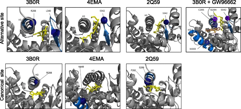 PPARγ LBD structures 3B0R, 4EMA, and 2Q59 bound to VCE-003.2 (yellow) with and without of GW9662 (orange). Binding of VCE-003.2 to the alternative binding site through Ser342 in the Ω loop β3 for crystals 4EMA (Ki = 2.11 μM), 2Q59 (Ki = 2.24 μM), and 3B0R (358.38 nM). In the presence of GW9662, VCE-003.2 binds to G284 of Helix 3 and Ser342 on the Ω loop and GW9662 binds to the canonical LPB site (Ki for VCE-003.2 = 711.27 nM). Analysis of VCE-003.2 binding to the canonical LBP site by interacting with Ser289 (2Q59: Ki for VCE-003.2 = 1.49 μM), R288 (3B0R: Ki for VCE-003.2 = 3.21 μM), and H449 (4EMA, Ki for VCE-003.2 = 607.81 nM) on Helix 11