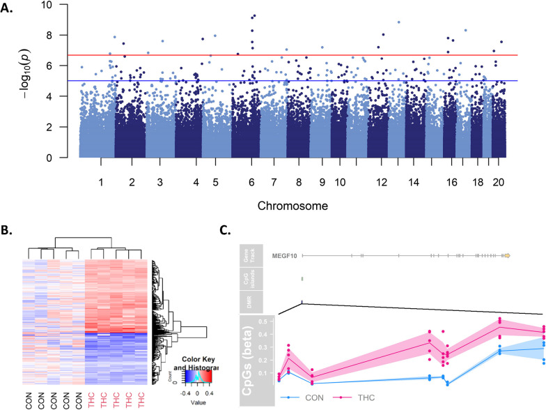 Placental methylation is significantly associated with THC exposure across the genome. A Manhattan plot of CpGs in placenta associated with prenatal THC exposure with the uncorrected log10 (p values) plotted on the y-axis and chromosomal location on the x-axis (Mmul_10). The blue line is drawn to indicate CpGs that surpassed p value < 1e−5, a threshold for suggestive association, and the red line is to highlight CpGs that passed a stringent Bonferroni threshold of p value < 2e−07. B Heatmap of placental DMCs passing FDR significance (n = 573 CpGs) clearly separate by treatment group. Values represent the log-transformed and mean centered average methylation values per CpG. C Prenatal THC is associated with methylation changes in placental MEGF10 promoter. Gviz plot [4] showing from top to bottom the gene structure, CpG island proximity, and individual CpG beta values for each animal (THC animals are shown in pink and Control in blue)
