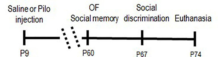 Timeline of procedures. Pilo, pilocarpine; and OF, open field.