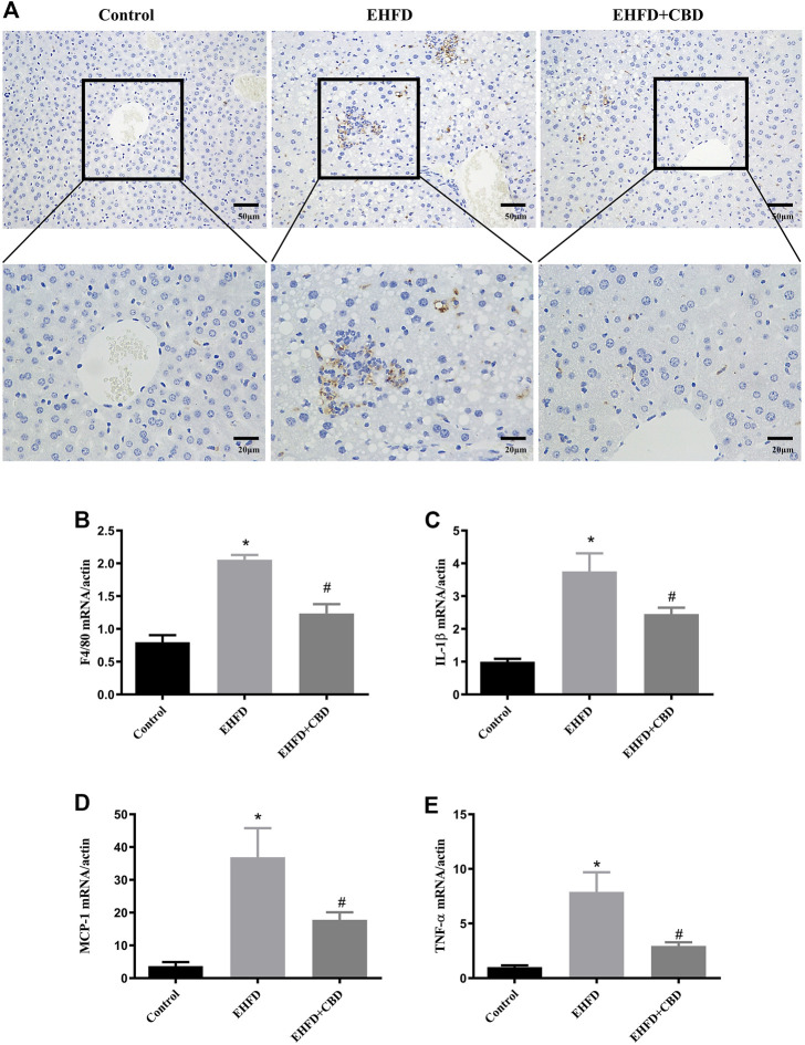 Inflammation induced by EHFD diet was ameliorated by CBD treatment. Mice were fed ethanol plus high-fat high cholesterol diet for 8 weeks with or without CBD treatment. Control mice were fed standard chow diet. Immunohistochemistry staining was performed to determine CD68+ macrophages (magnification ×200 and ×400) (A). The mRNA expressions of F4/80 (B), IL-1β (C), MCP-1 (D), and TNF-α (E) were analyzed by qPCR. Values represent mean ± SEM (n = 6–8/group). *p < 0.05 vs the control group; #p < 0.05 vs the EHFD group.
