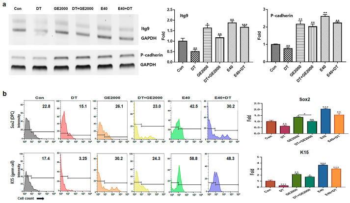 Differentiation of hair dermal papilla stem cells under various conditions. (a) Levels of markers for Itg9 (hair follicle dermal papilla cells) and P-cadherin (hair germ cells) genes under various conditions (Con, control; DT, dihydrotestosterone; GE2000, germinated hemp seed extract 2000 µg/mL; DT+GE2000, DT 1 ng/mL after exposure to GE2000; E40, induced exosomes 40 μg/mL derived from calli of germinated hemp seeds; E40+DT, DT1 after exposure to E40). (b) Expression of markers for Sox2 and K15 proteins under various conditions. ns: not significant; (* p < 0.05; ** p < 0.01; *** p < 0.001).