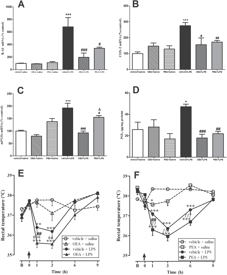 Thermoregulation and its hypothalamic markers. Real time-polymerase chain reaction (RT-PCR) analysis of interleukin (IL)-1β (A), cyclooxygenase (COX)-2 (B), and microsomal prostaglandin E2 synthase (mPGES-1) (C), and protein levels of prostaglandin (PG)E2 (D) in the hypothalamus. Rectal temperatures of rats pretreated with oleoylethanolamide (OEA) (E) and palmitoylethanolamide (PEA) (F). Biochemical data are means ± SEM (n=3–5). Rectal temperature data for OEA (E) and PEA (F) are represented as means ± SEM (n=5–6). Arrows in temperature graphs indicate time of lipopolysaccharide (LPS) injection, “B” represents the mean of 2 first basal measures previous to LPS injection, and t=0 represents the third basal measure right before treatment administration. Different from control group: *P < .05, **P < .01, ***P < .001; different from vehicle + LPS: # P < .05, ## P < .01, ### P < .001; different from OEA + saline group: øø P < .01, øøø P < .001; different from PEA + saline: ƒƒ P< .01,ƒƒƒ P < .001 (biochemical data: 2-way ANOVA followed by Bonferroni posthoc test; behavioral data: repeated-measures 2-way ANOVA with Bonferroni posthoc test).
