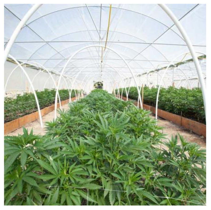 Cannabis plants being grown and cultivated in a legal cannabis farm. Image Credit: Canna Obscura/Shutterstock.com (accessed on 20 October 2022).